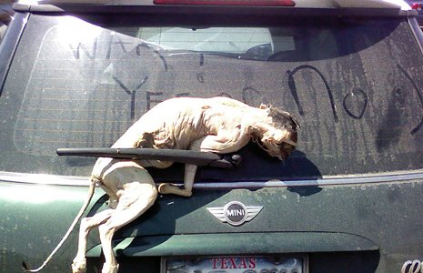 PETA dissection cat prank