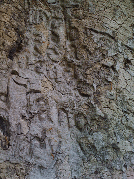 Brain Membrains_Gray769_WC