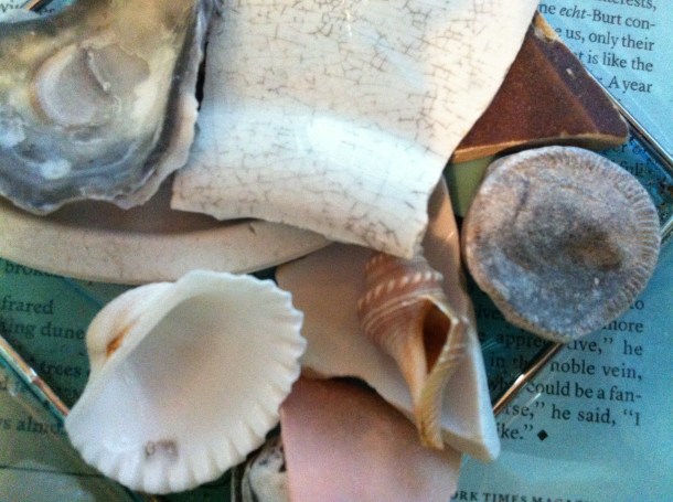 Shells Fossil China by L Roney